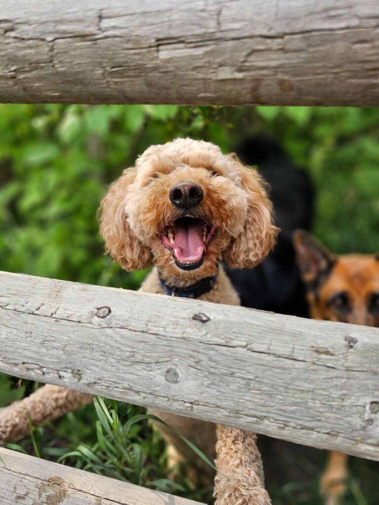 A goldendoodle behind a fence.