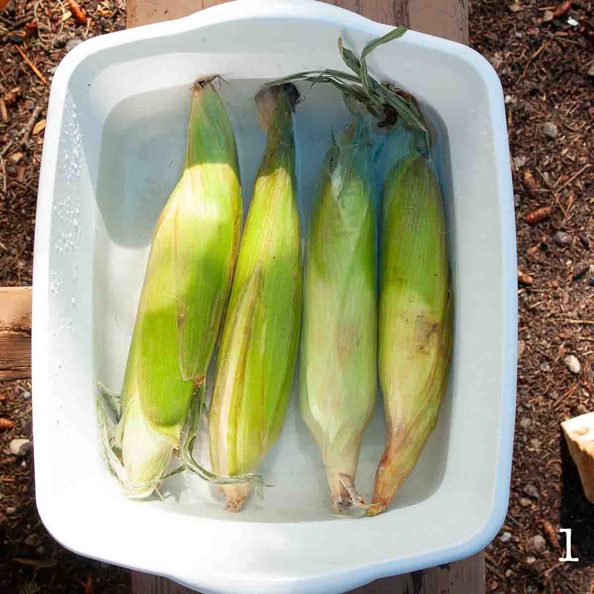 Four ears of corn in a bucket of water.